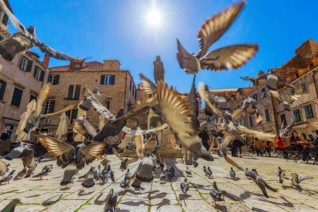 pigeons pigeon dubrovnik 3807277