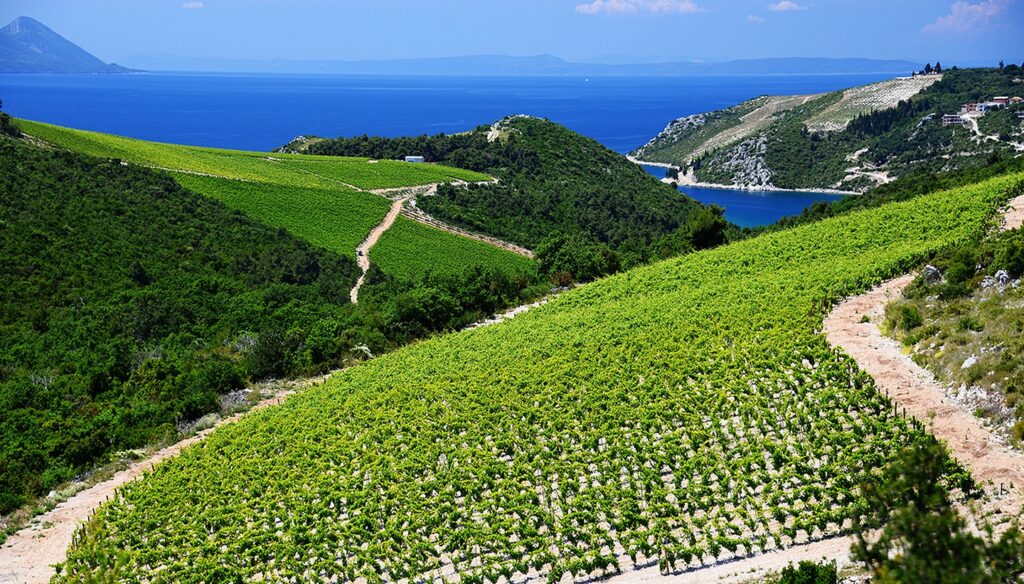 dalmatian vineyards